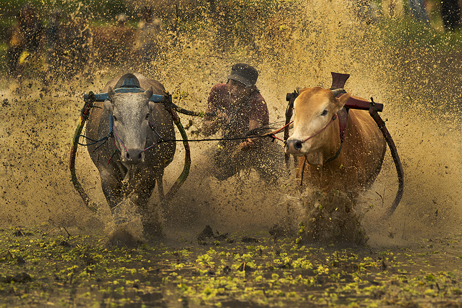 BULL RACE 2