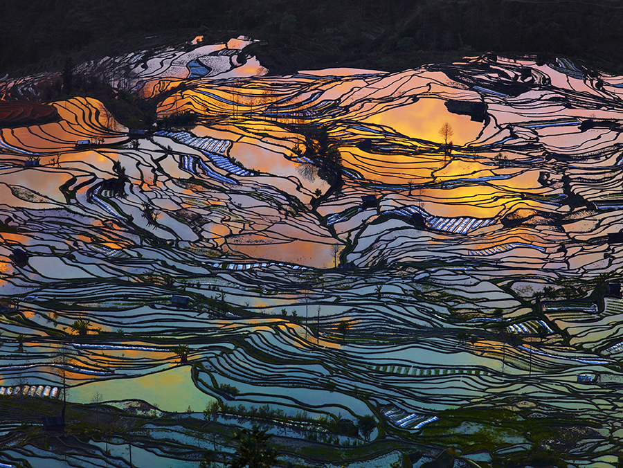 Beauty Paddy of China