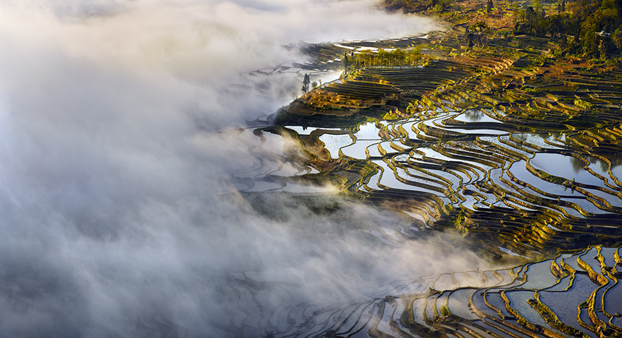 Beauty Paddy of China