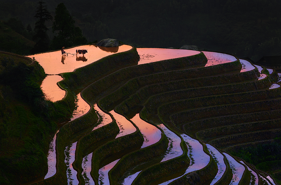 Beauty Paddy of China