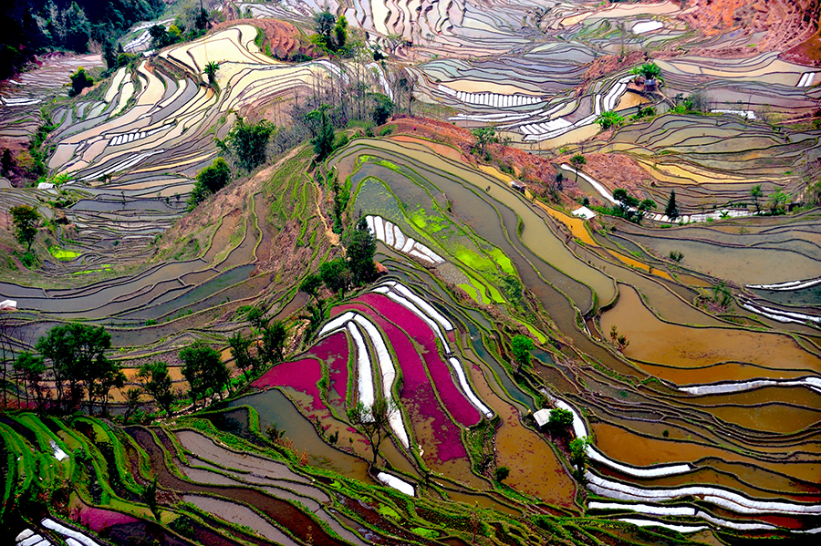 Beauty Paddy of China