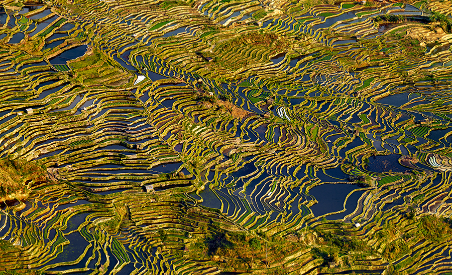 Beauty Paddy of China