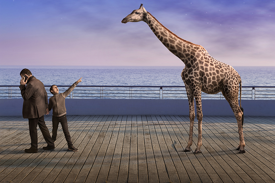 Animals