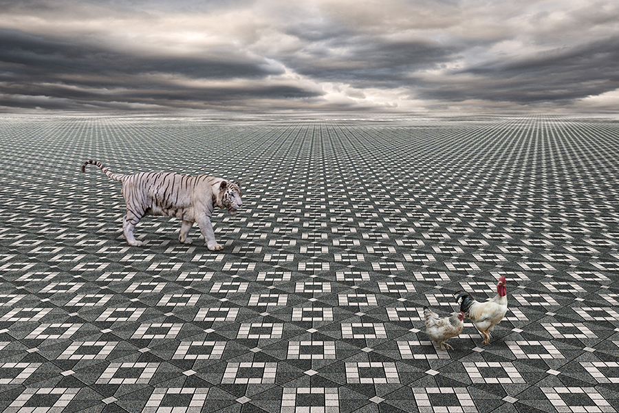 Animals