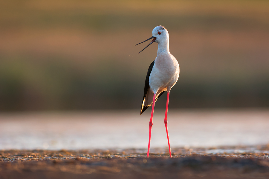 Stilt life