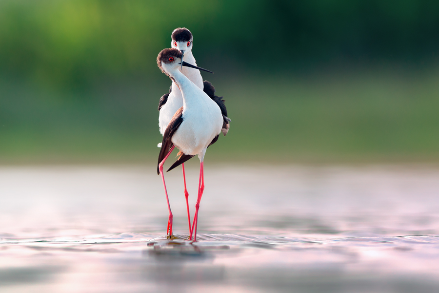 Stilt life