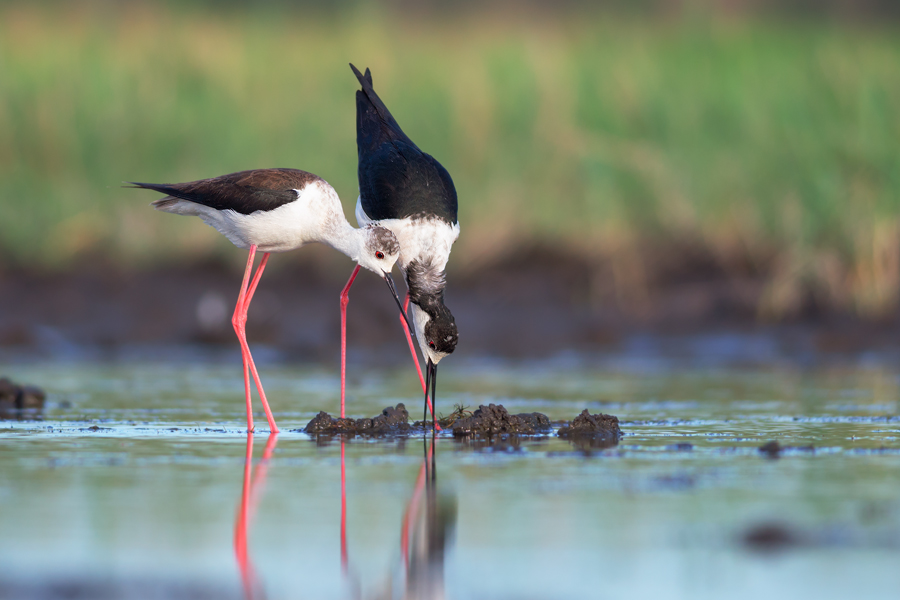 Stilt life