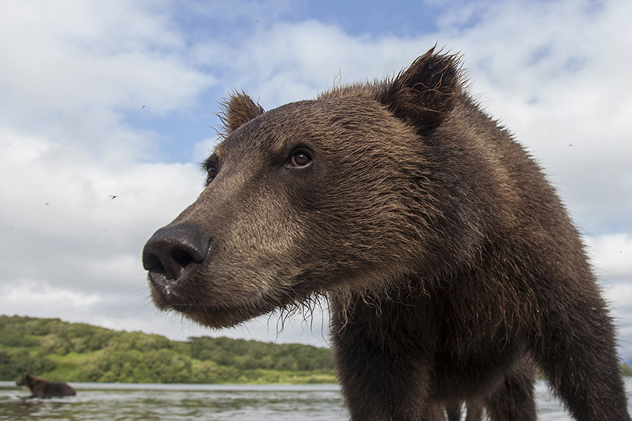 Russian wildlife