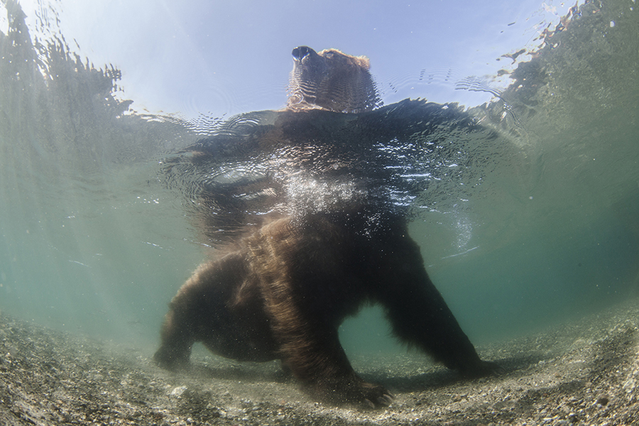 Russian wildlife