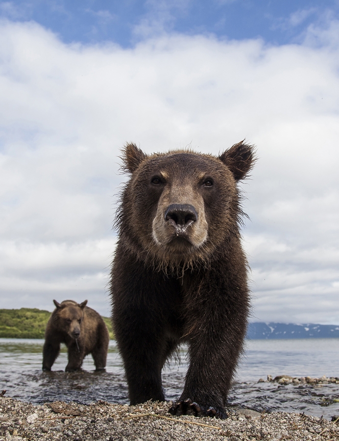 Russian wildlife