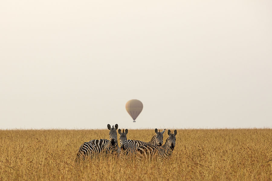 The innocent zebra and man