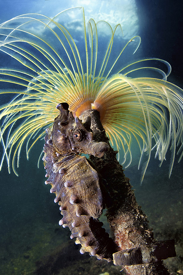 SEAHORSES OF THE GULF  OF NAPLES