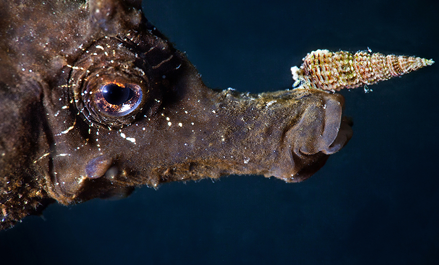 SEAHORSES OF THE GULF  OF NAPLES