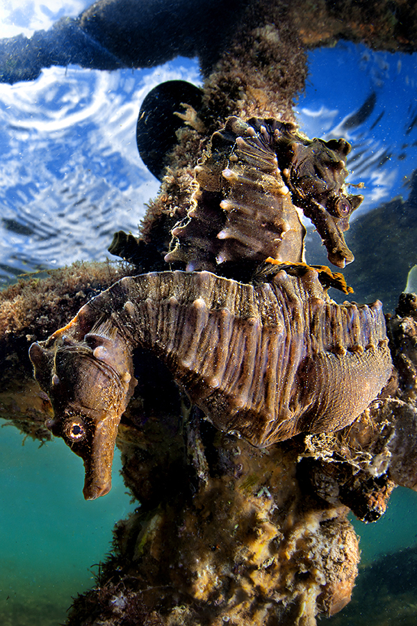 SEAHORSES OF THE GULF  OF NAPLES
