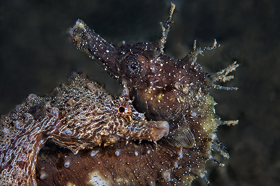 SEAHORSES OF THE GULF  OF NAPLES
