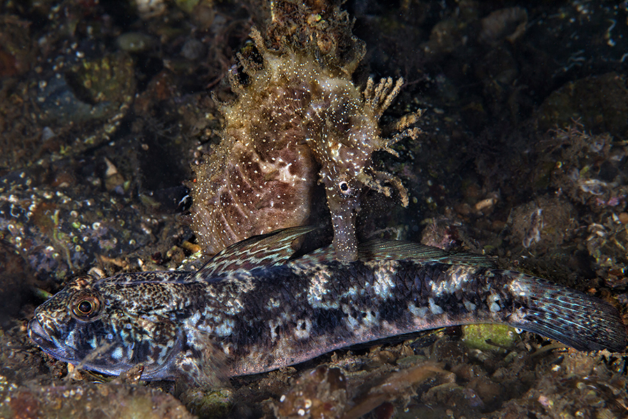 SEAHORSES OF THE GULF  OF NAPLES