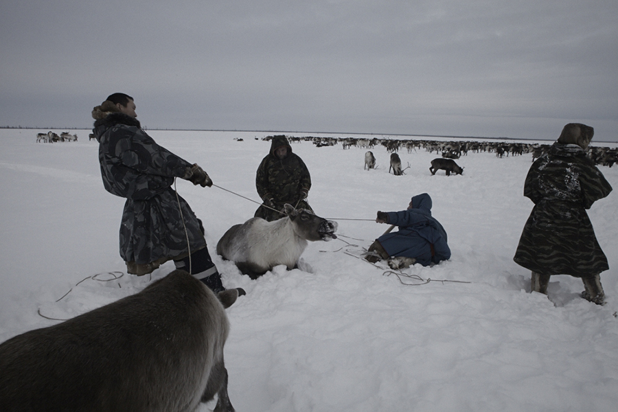 Yamal, the edge of the world