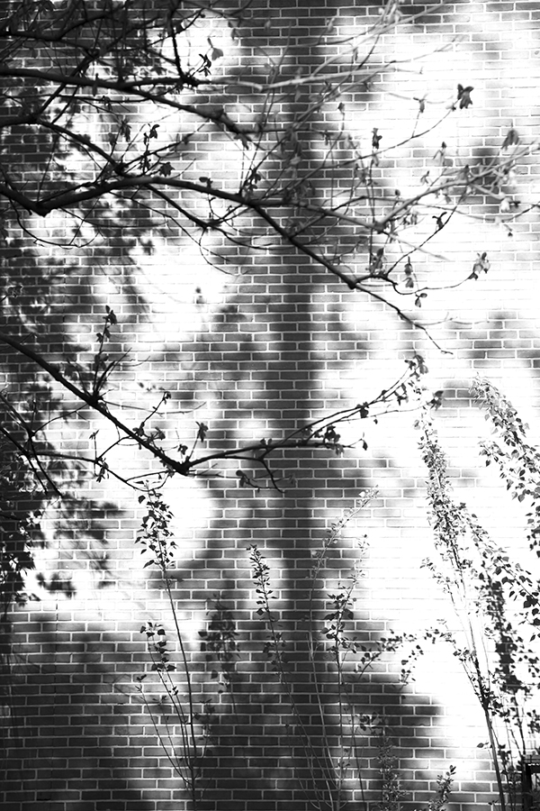 Shadows of Truth
