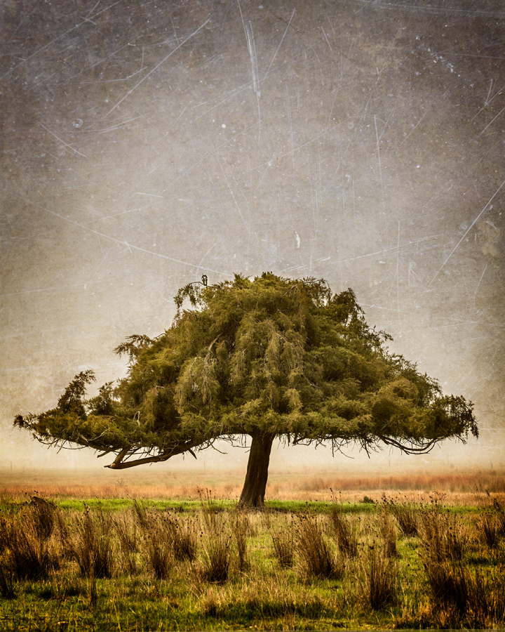 Acheron tree