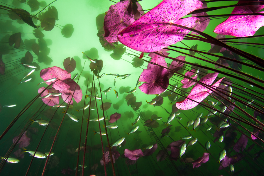 Mexican Cenotes