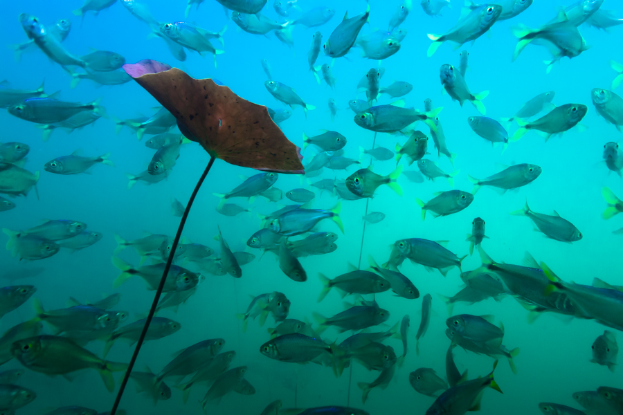 Mexican Cenotes