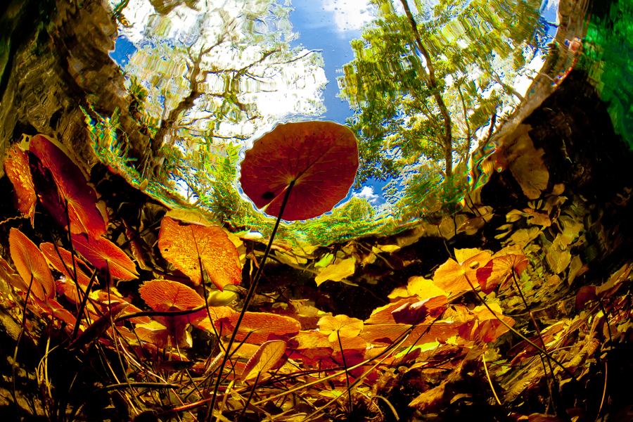 Mexican Cenotes