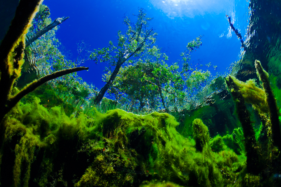 Mexican Cenotes