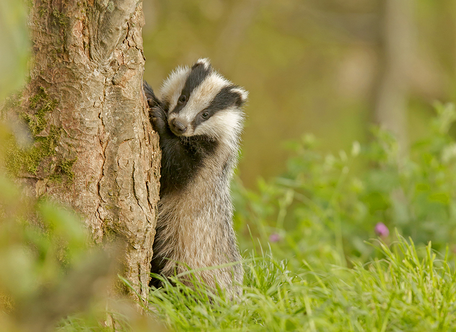European Badger Cub  