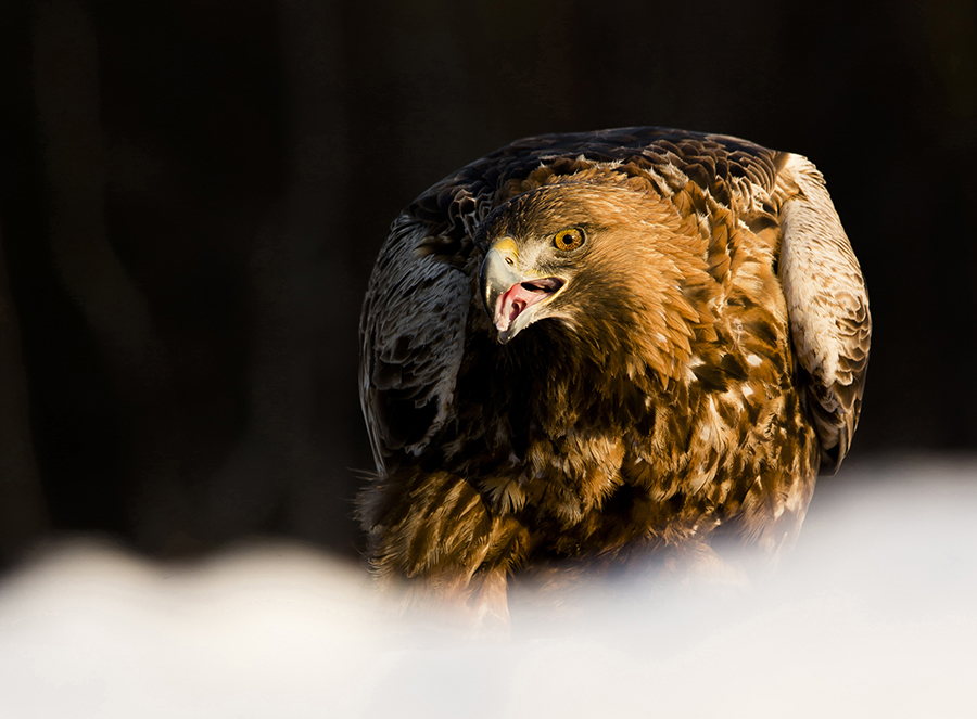 Golden Eagle 