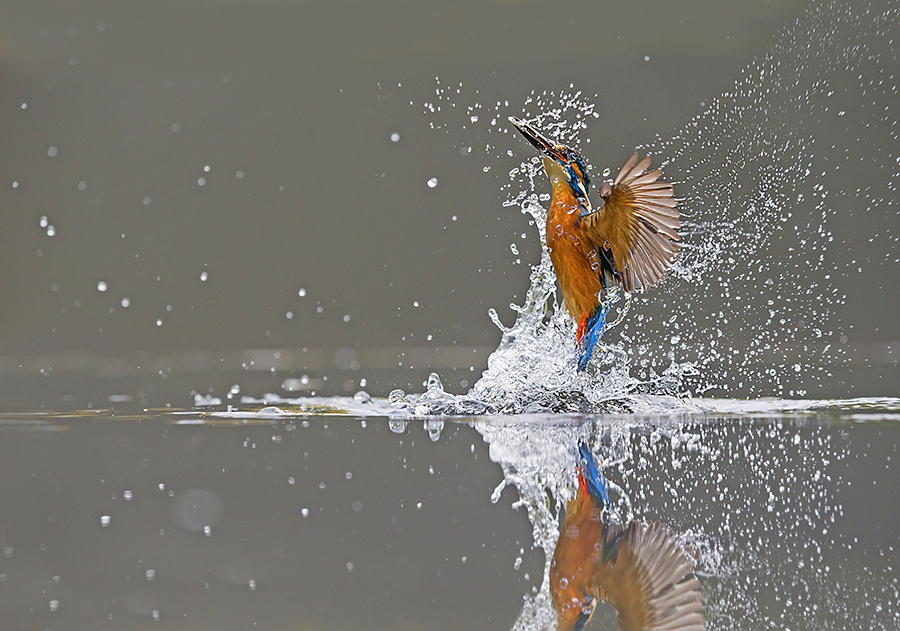 Kingfisher 