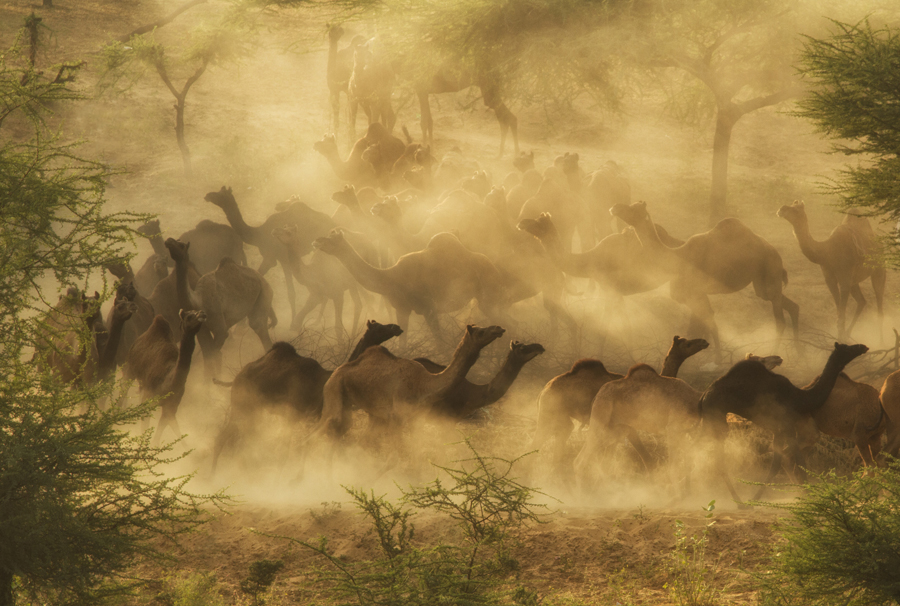 Camel herding at sunrise on a distant sand dune in Rajasthan