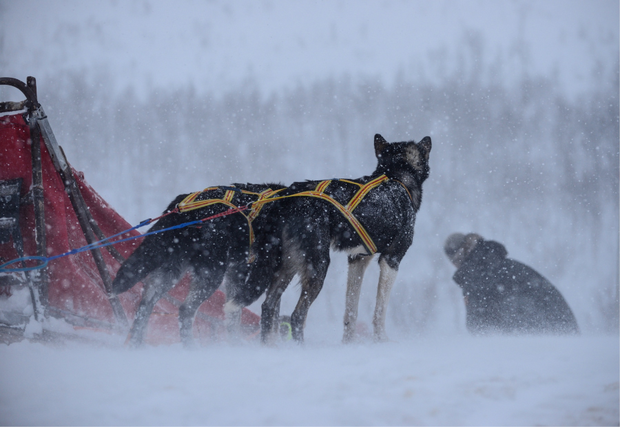  Expedition experience in the Arctic