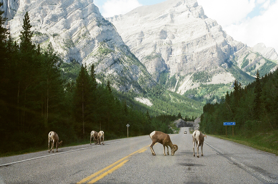Canadian Peaks