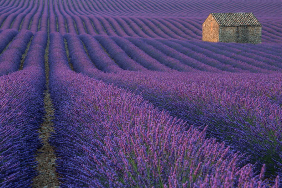 Lost in a purple field