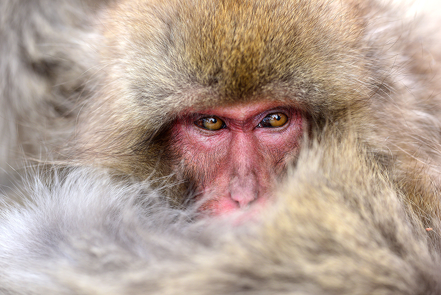 Snow Monkeys