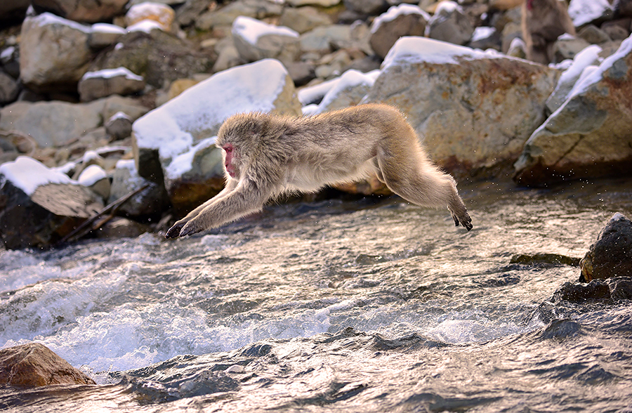 Snow Monkeys