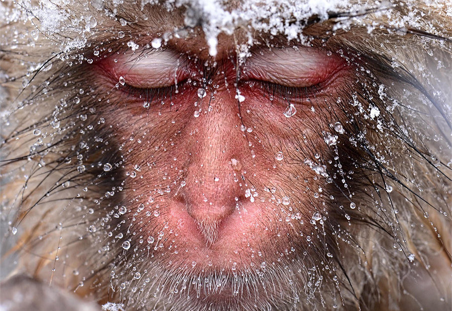 Snow Monkeys