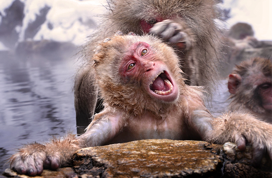 Snow Monkeys