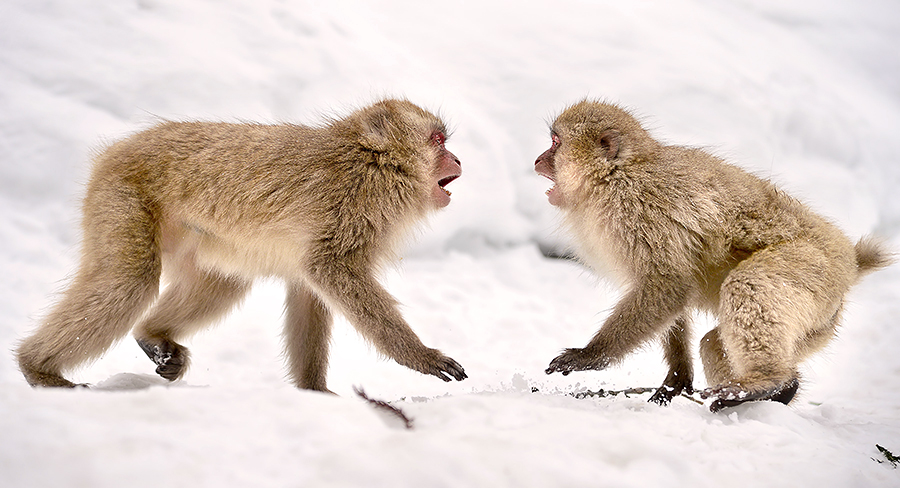 Snow Monkeys