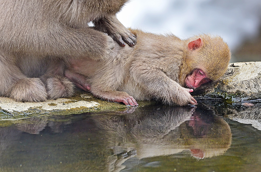 Snow Monkeys