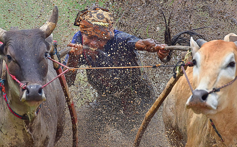 Pacu Jawi - Bull Racing