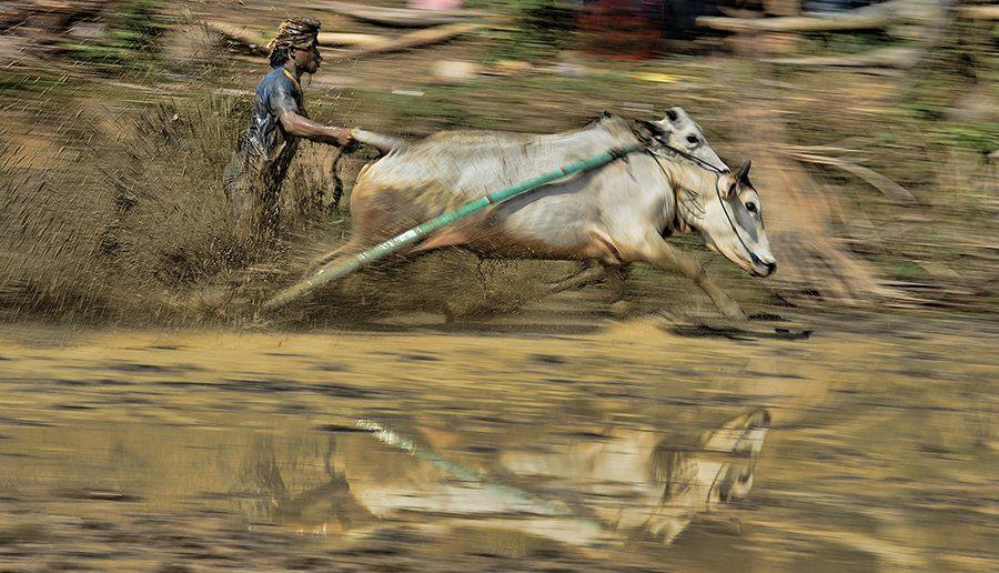 Pacu Jawi - Bull Racing