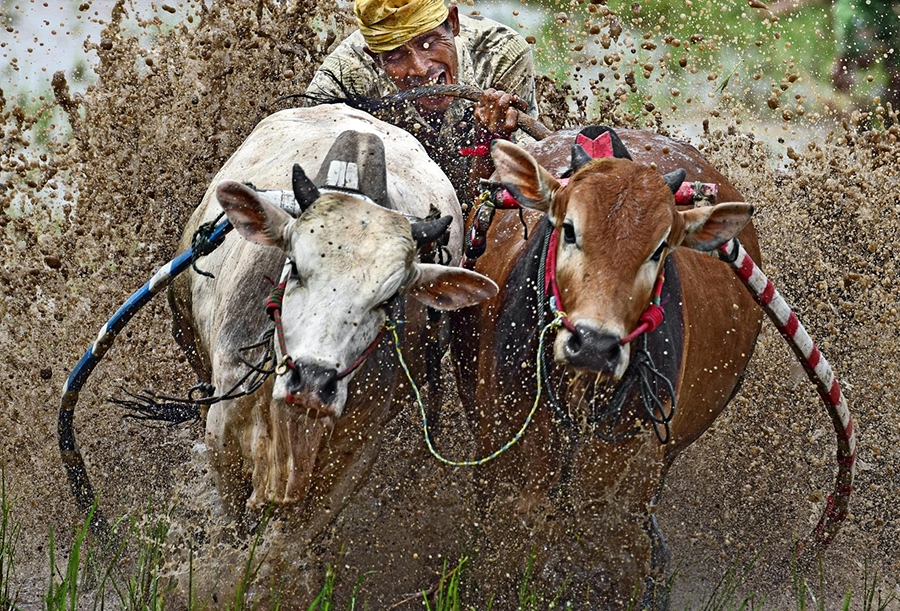 Pacu Jawi - Bull Racing