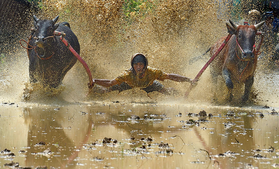 Pacu Jawi - Bull Racing