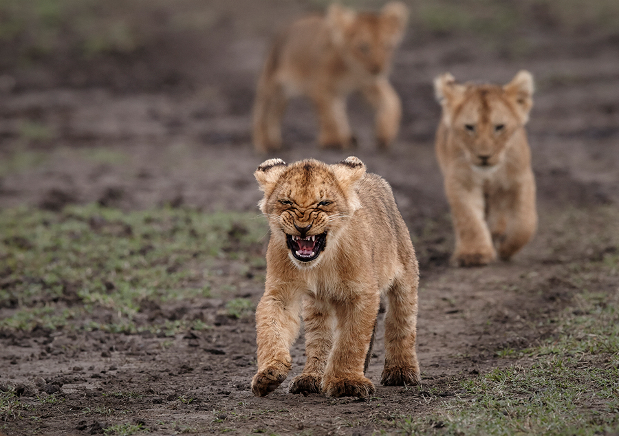 The Mara Six