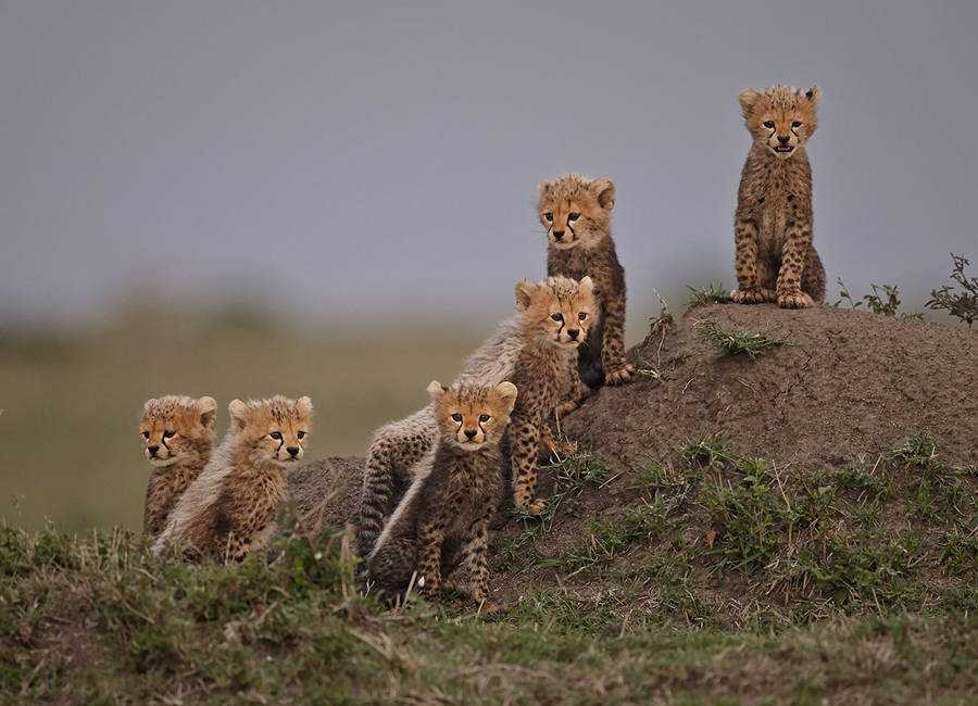 The Mara Six