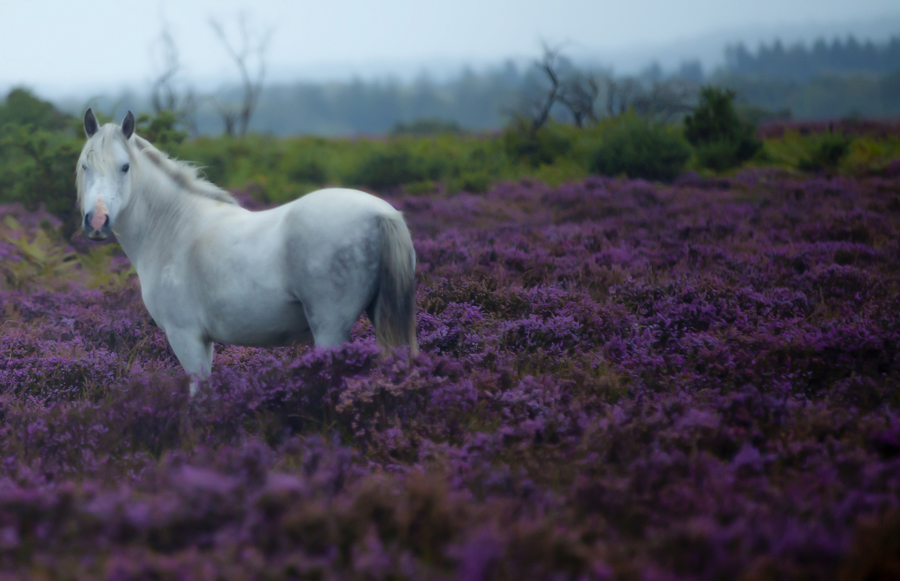 Amongst the Nature