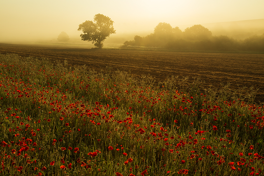 The Scenic Route