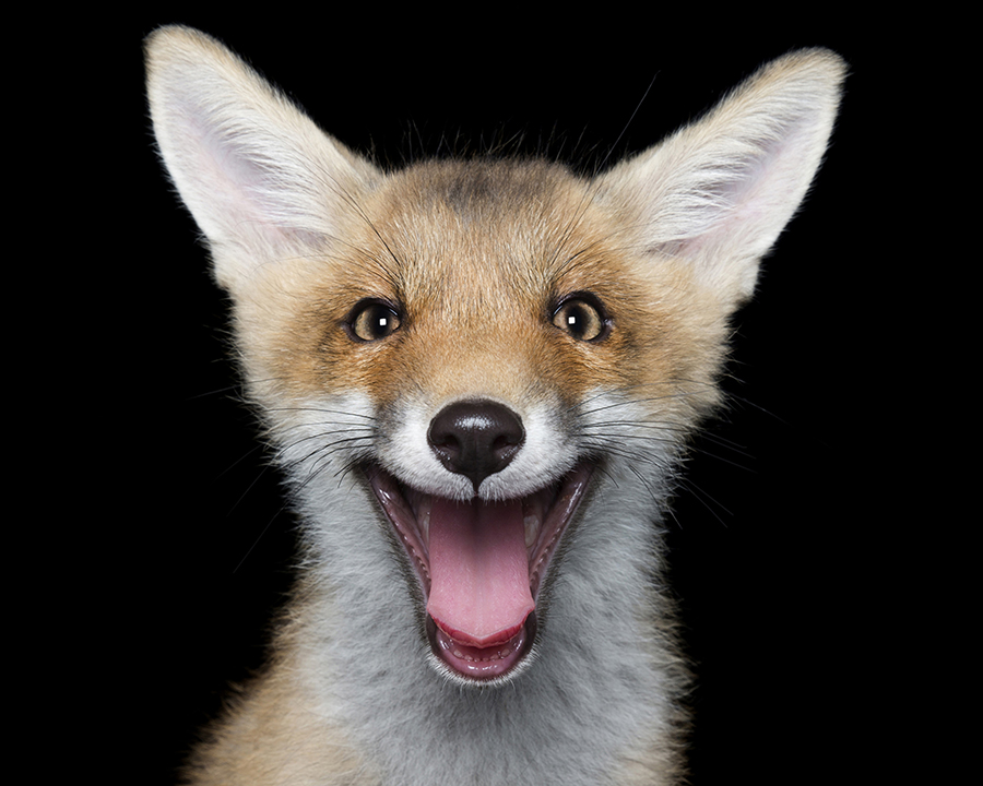 Happy Pooch Face 
