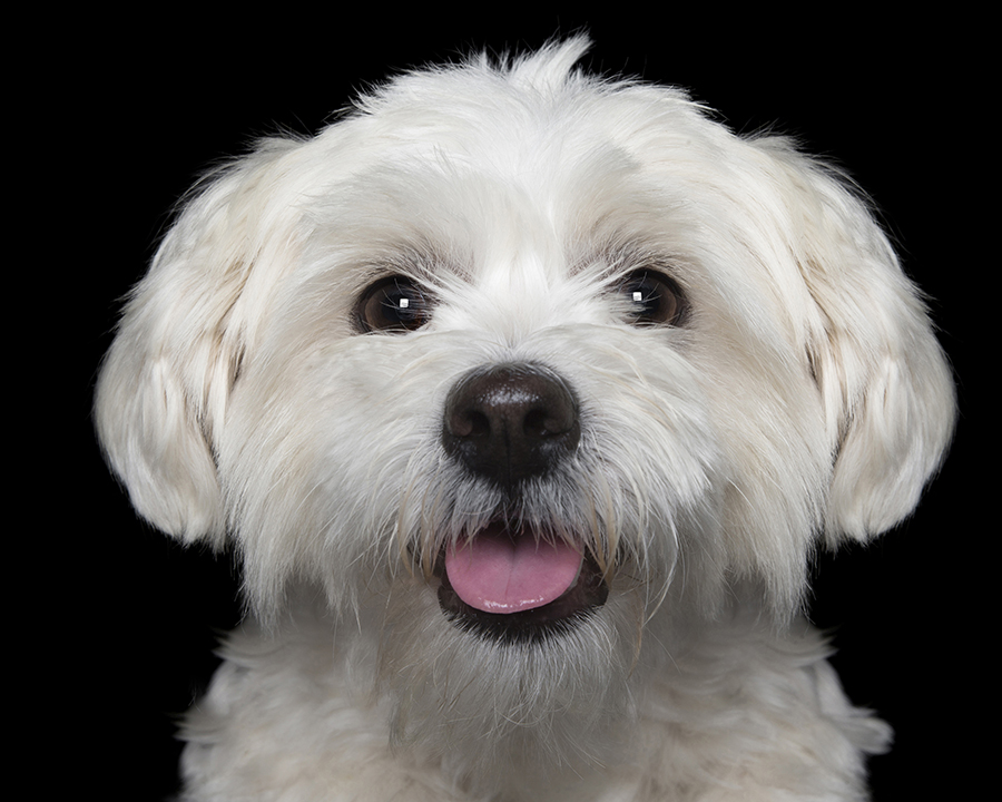 Happy Pooch Face 